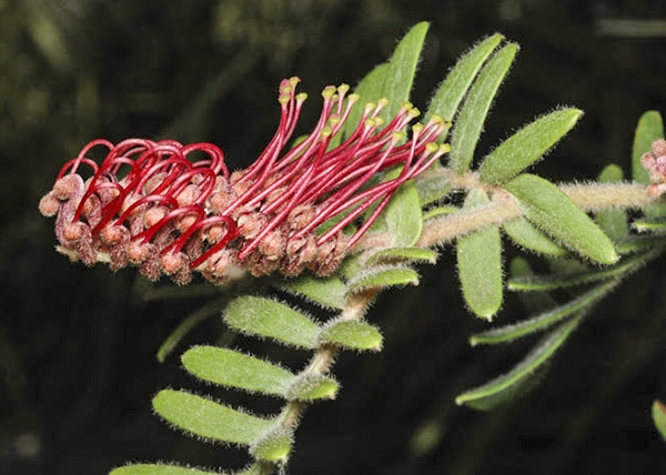 Grevillea caleyi